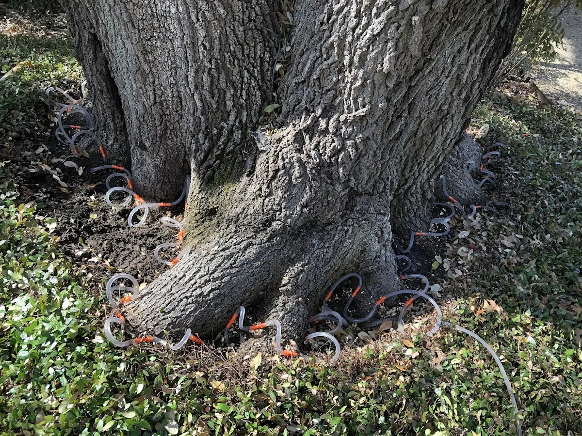 Detailed Tree Cabling and Bracing job site in Ambrose